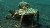 Predstavljamo vam “Клептопус”, Shell krade Veined hobotnica
