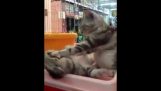 Katze-Massage