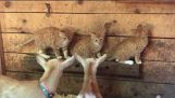Drie kittens en een kudde geiten