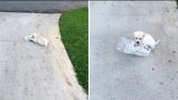 Roztomilé štěně snaží nosit noviny