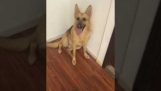 Hund kaut Tür und dann wirkt unschuldig