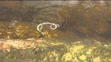 Water beetle fights with a snake