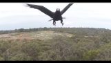 Eagle vie alas Drone