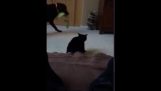 Mo кошка прерывает буксир войны