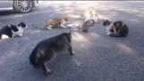 Máma kočka přijde na záchranu její kotě od jiných koček
