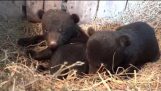 En mann besøker en bjørn og hans to unger