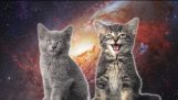 القطط الفضائية – السحر يطير