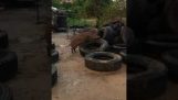 A wild boar that loves tires