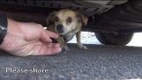 ¿Cómo un pequeño microchip cambió la vida de este perro