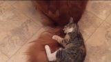 Cat Hitches Ride On Dog’s Tail