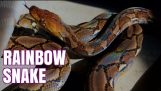 A rainbow snake