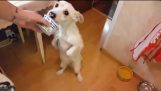 Un chien qui aime l'yaourt