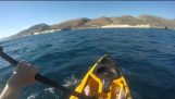 Fisherman in kayaking sfyrokefaloy vs Shark