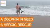 Incrível resgate do jovem golfinho travado na câmera