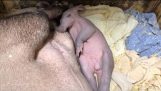 新生儿出生土豚在动物园