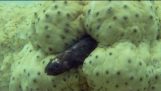 Parelvissen huiden binnen een zee komkommer