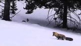 Fox hunts rodents