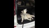 Husky nedostane ven z auta