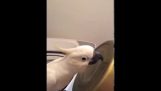 Papoušek bubeník
