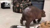 Premature baby Hippo neemt First Steps – Dierentuin van Cincinnati