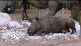 Rinoceronte bebé Descubre nieve