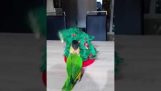Oiseau joue avec arbre de Noël