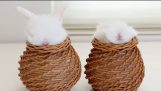 Two bunnies, two baskets