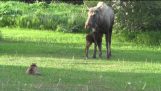 Cat Stalks Baby & Mama Moose