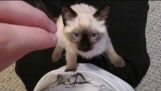 Siamese / Ragdoll Purring Kitten