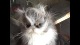 Persian cat with a great look