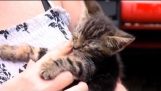 Family Destroys Their Car To Save Tiny Kitten Trapped Inside Dashboard