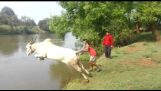 Kuh springt in den Fluss