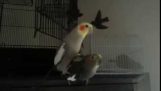 Mr. Whistley Serenades His Bird Mate After Sweet Sweet Loving