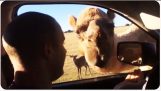 CAMEL STEALS FOOD FROM TOURIST’S CAR 