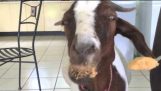 Stephie la cabra ama su mantequilla de maní!