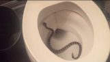 Csörgőkígyó WC éjjel!