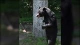 ペダル二足歩行のクマの目撃情報