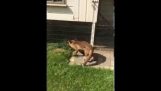 Fox Trying to Eat the Chickens!