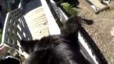 GoPro przechwytuje Lexi psa Rescue parkour