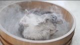Epic Chinchilla Dust Bath