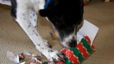 Hunde åbning jul gaver kompilering