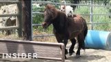 Dog rides a pony