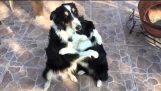 Hundar broderlig kärlek