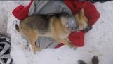 Boyun kurtarıldı Çevresi Borusu ile başıboş köpek