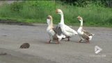 Geese bodyguards help a hedgehog cross road