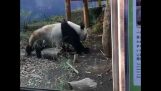 Een baby panda schrikt zijn moeder