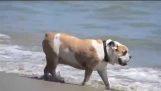 Engelsk bulldogg på semester i Kalifornien