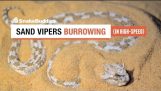Gravende Sand Vipers – Cerastes slanger