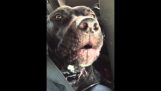 Dog Sings Hello by Adele