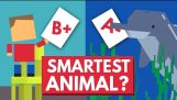 जो पशु सबसे स्मार्ट है?